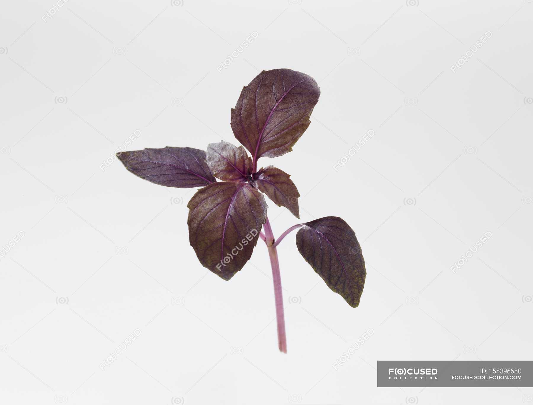 Базилик веточка. Базилик listya. Dried purple basil background. Базилик красный. Базилик ветка.
