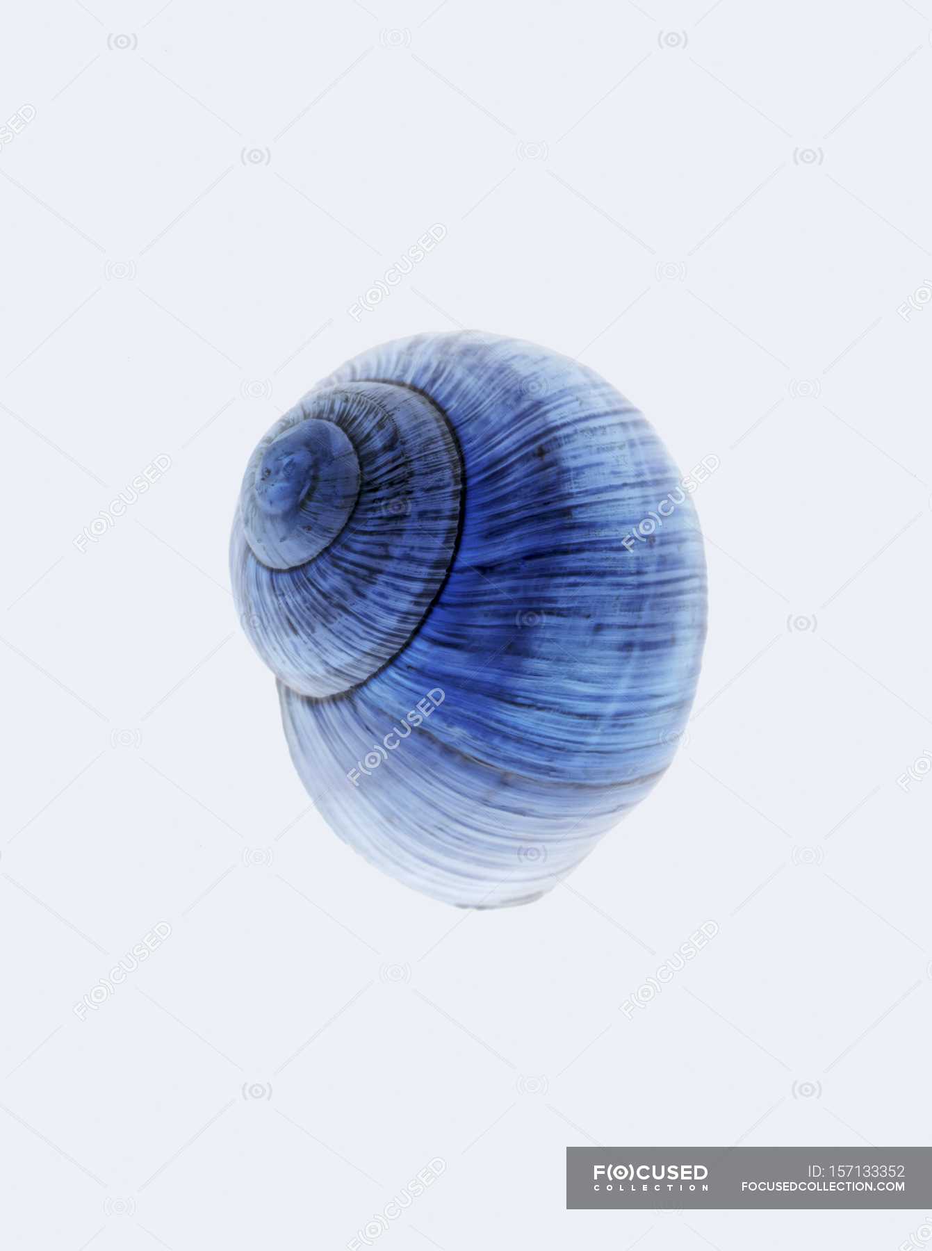 Closeup view of one blue snail shell on white background — isolated ...