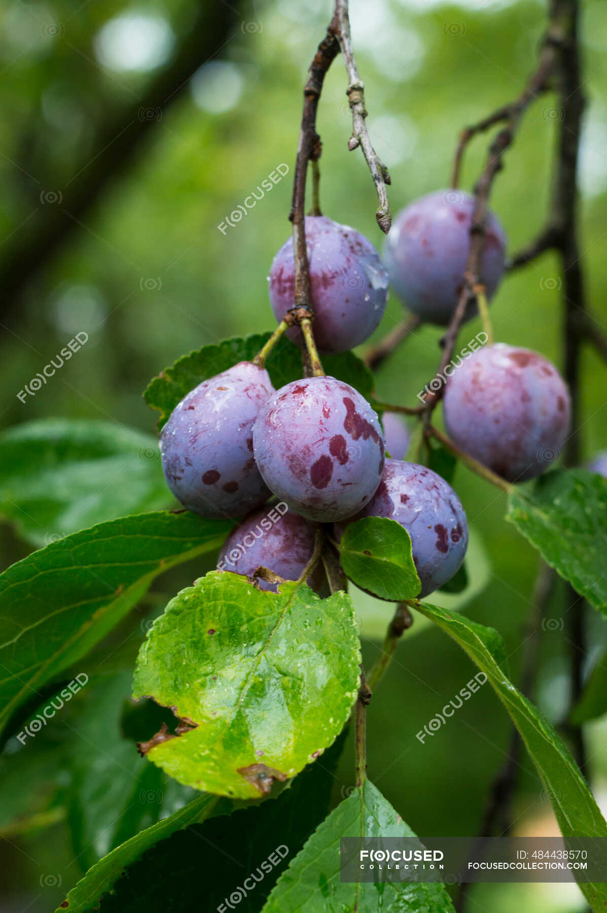 Blue summer plums on the branch with raindrops — summery, Outdoor Areas ...