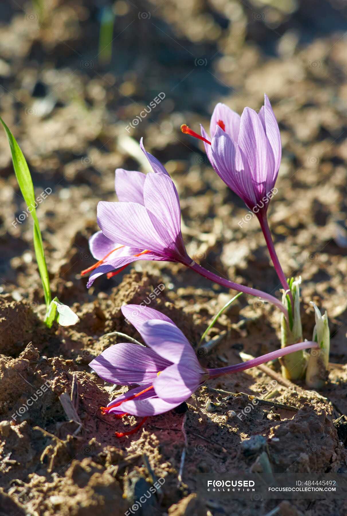 Saffron crocuses growing in the soil — purplish, spices Stock Photo 484445492