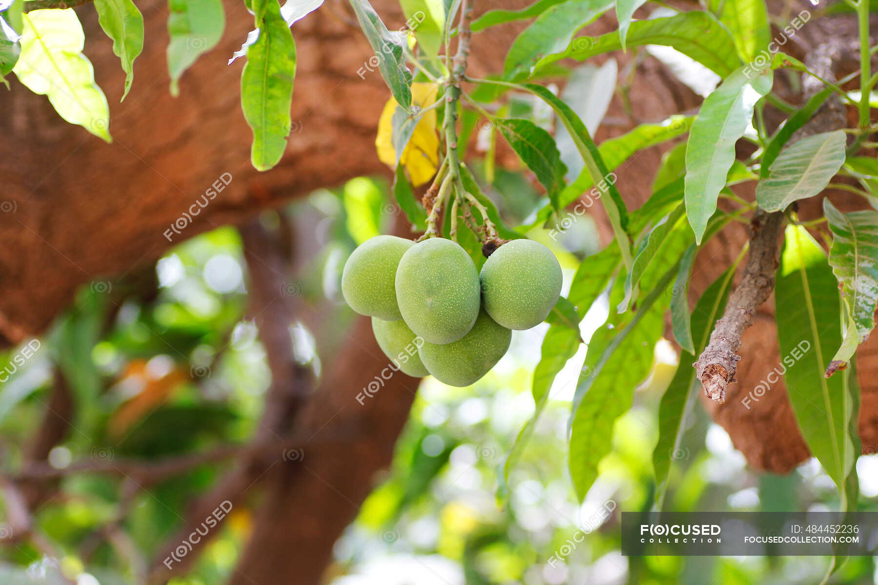 Mangos on the tree — tropical fruit, mango tree - Stock Photo | #484452236