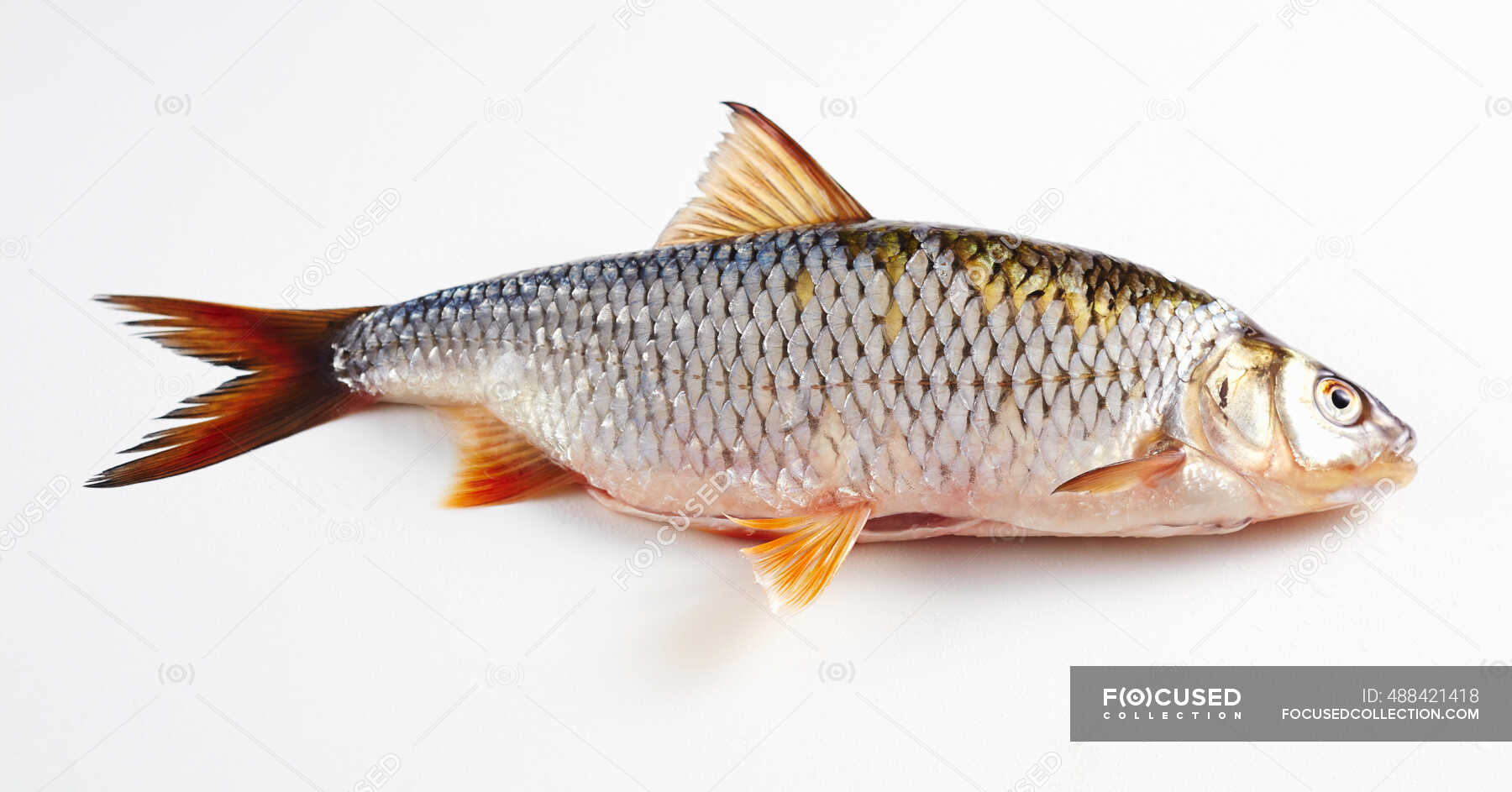 Whole redeye fish, gutted isolated on white bakground — deserted