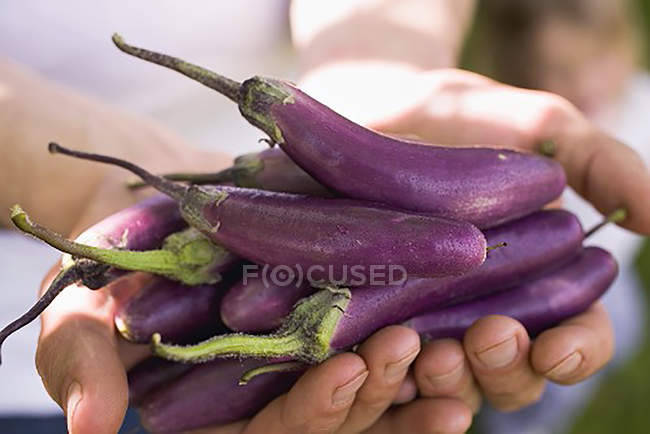 Nahaufnahme abgeschnittene Ansicht von Händen, die Auberginen halten — Stockfoto