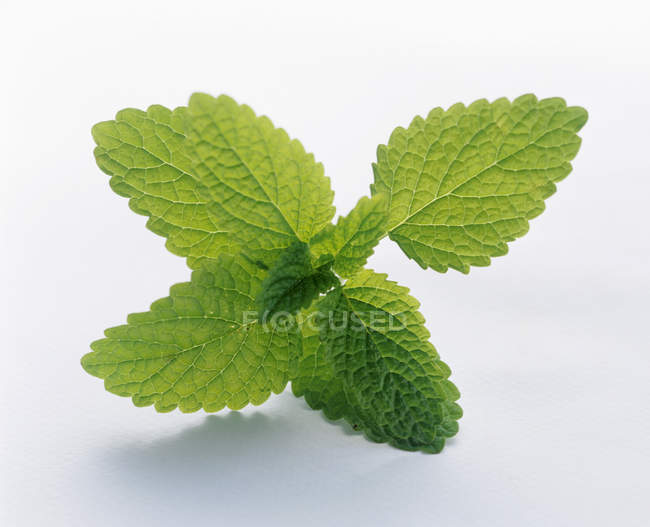 Fresh Mint Leaves — Stock Photo