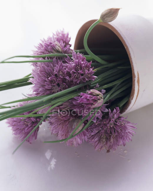 Erba cipollina fresca con fiori — Foto stock