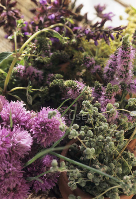 Vista de primer plano de una variedad de hierbas con flores - foto de stock