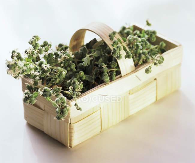 Basket Filled with Marjoram — Stock Photo