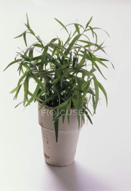 Estragon-Pflanze wächst — Stockfoto