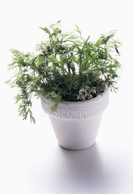 Coriander growing in pot — Stock Photo