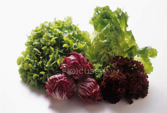 Verschiedene Salatsorten — Stockfoto