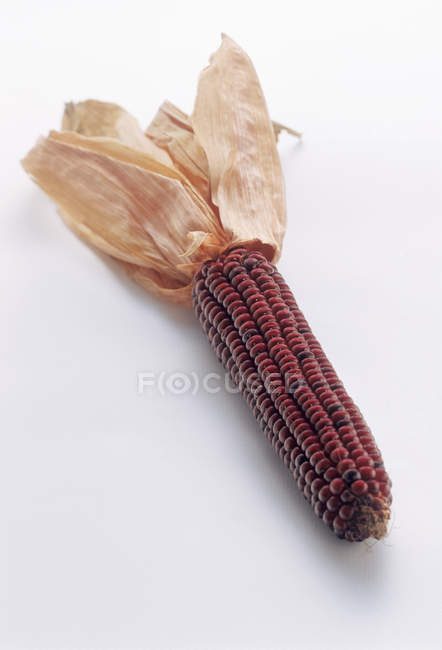 Свежая спелая индийская кукуруза — стоковое фото
