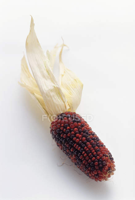 Fresh Ripe Indian Corn — Stock Photo