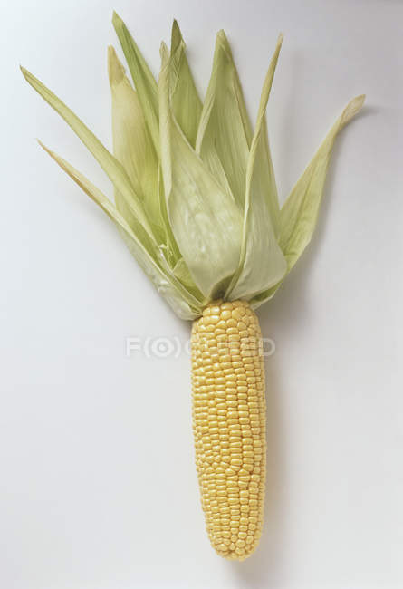 Oreja de maíz fresco - foto de stock