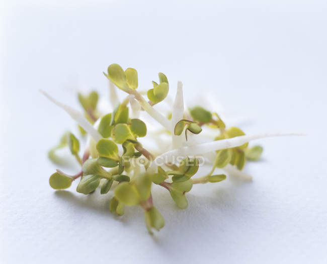 Raw Bean Sprouts on light blue background — Stock Photo