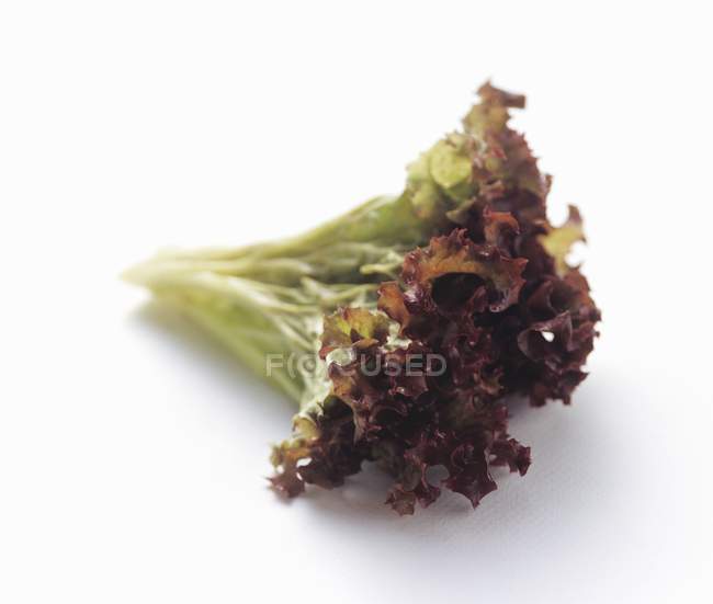 Alface de folha de carvalho com ponta vermelha — Fotografia de Stock