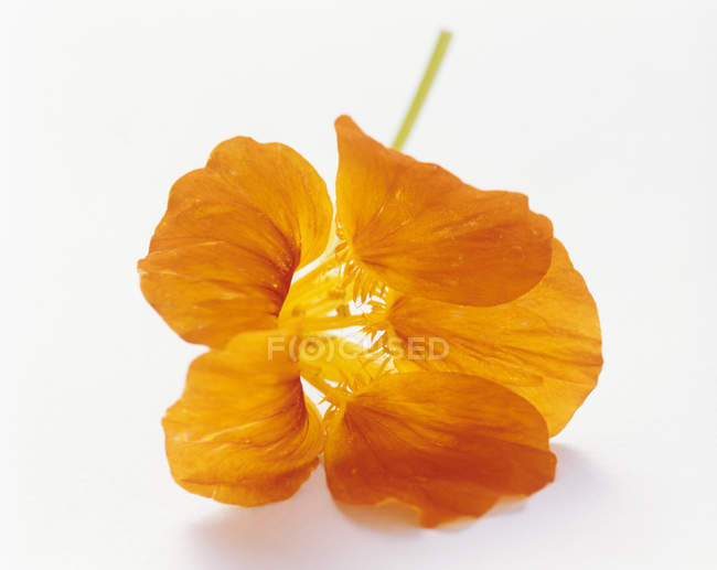 Vista close-up de flor de Nastúrcio laranja na superfície branca — Fotografia de Stock