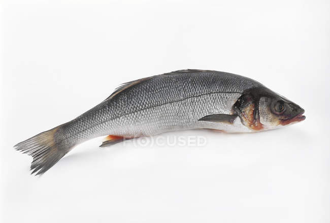 Whole fresh sea bass — Stock Photo