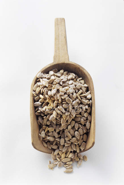 Cuillère de graines de tournesol — Photo de stock