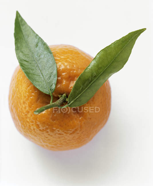 Orange with Two Leaves — Stock Photo