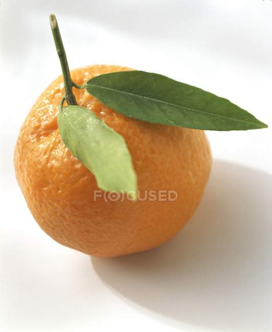 Arancione con due foglie — Foto stock