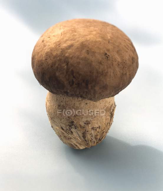 Гриб білих грибів, Закри — стокове фото