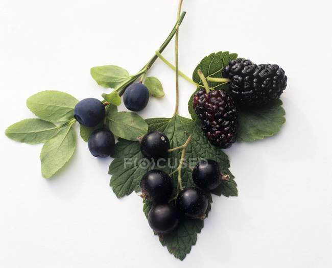 Blackcurrants and blueberries on green leaves — Stock Photo