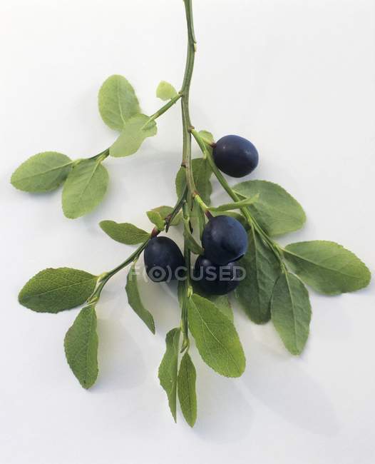 Fresh ripe blueberries on branch — Stock Photo