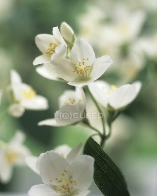 Vue rapprochée de la plante de jasmin à fleurs — Photo de stock