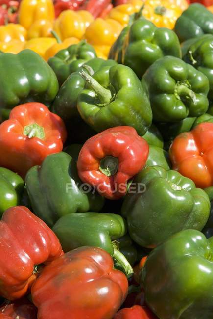 Colorful Fresh Bell Peppers — Stock Photo