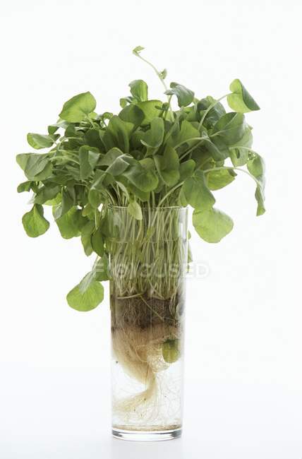 Fresh Watercress in glass — Stock Photo