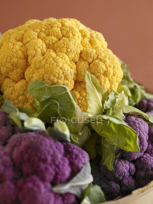 Желтая и фиолетовая цветная капуста — стоковое фото