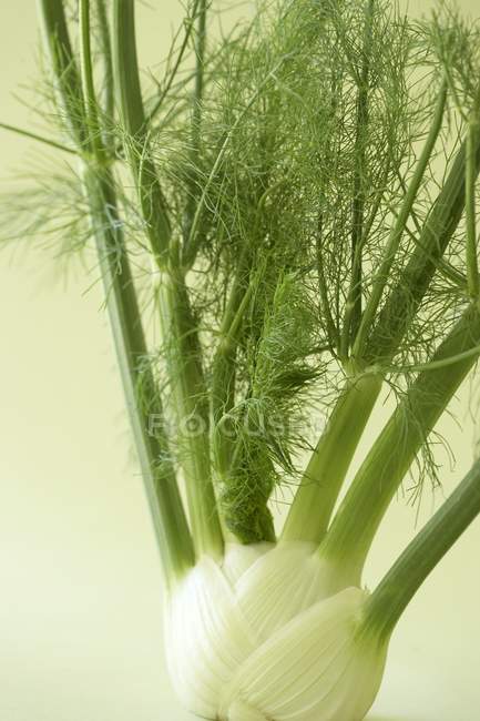 Fresh Green Fennel — Stock Photo