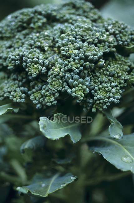 Grüne Brokkoli-Pflanze — Stockfoto
