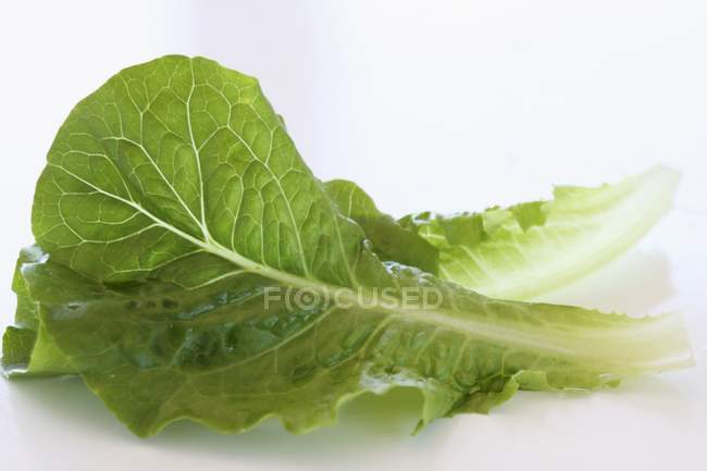 Cos lettuce leaves — Stock Photo
