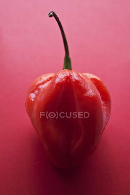 Roter Habanero-Chilischote — Stockfoto