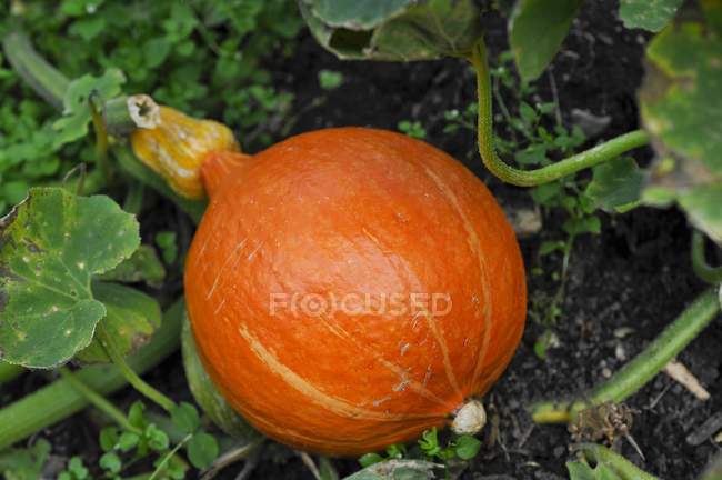 Апельсиновий гарбуз на рослині — стокове фото