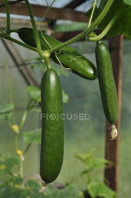 Свіжі огірки на рослині — стокове фото