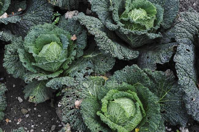 Green Savoy cabbages — Stock Photo