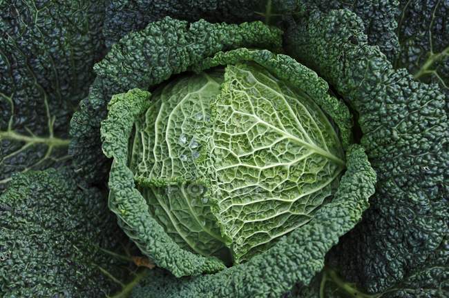 Cabbage in vegetable patch — Stock Photo