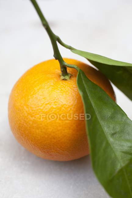 Mandarina con tallo y hojas - foto de stock