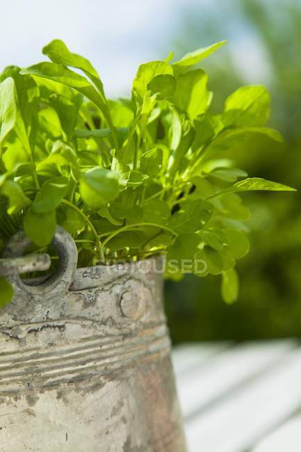 Foguete verde fresco — Fotografia de Stock