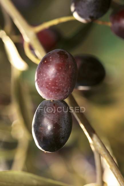 Olive nere su un albero con sfondo sfocato — Foto stock