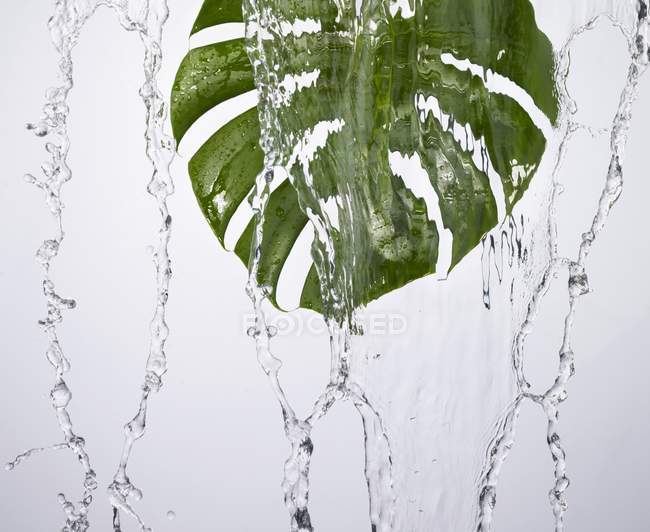 Зеленый лист монстры под проточной водой — стоковое фото