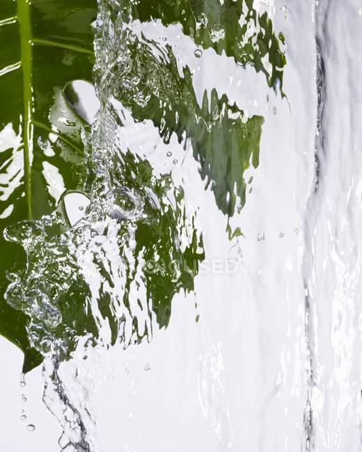 Vue rapprochée d'une feuille verte de Monstera sous l'eau courante — Photo de stock