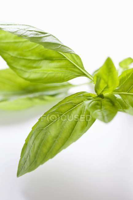 Folhas de manjericão frescas — Fotografia de Stock