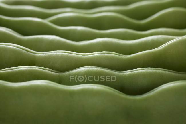 Свежая зеленая фасоль — стоковое фото