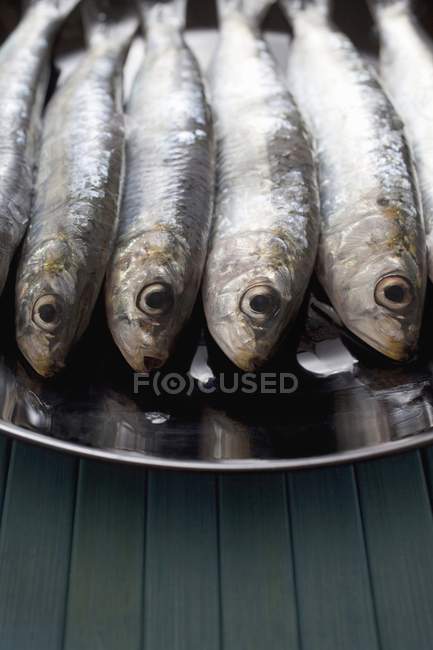 Plato de sardinas frescas - foto de stock