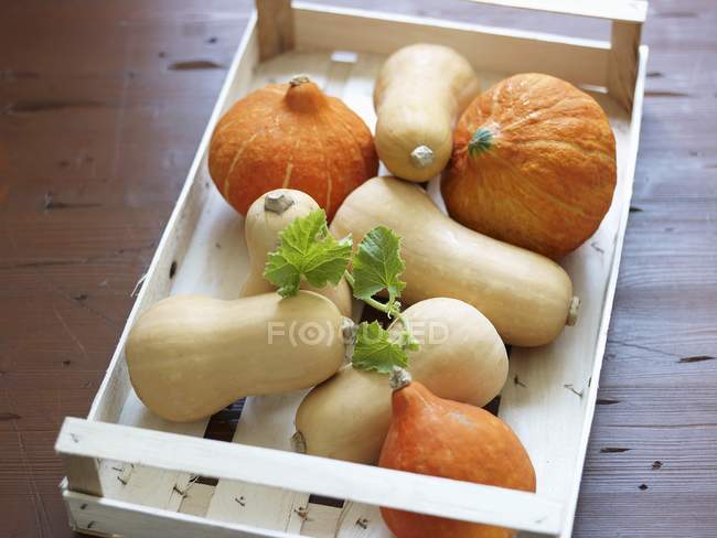 Raw squashes and pumpkins — Stock Photo