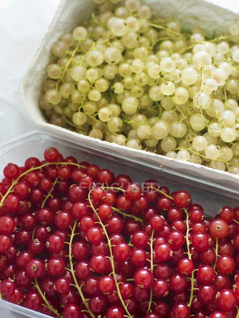 Ribes rosso e bianco in contenitori — Foto stock