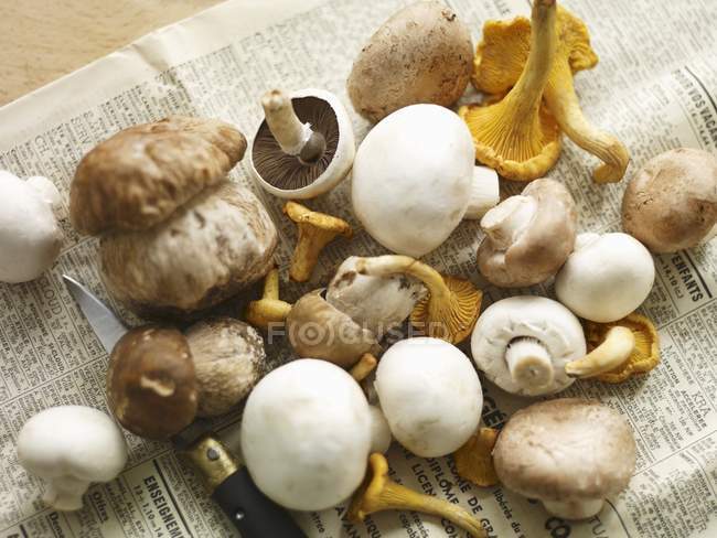 Porcini, chanterelle e cogumelos de botão — Fotografia de Stock